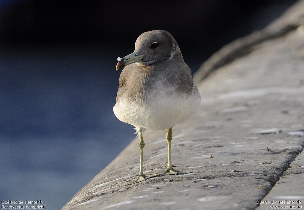 Sooty Gull