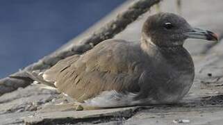 Sooty Gull