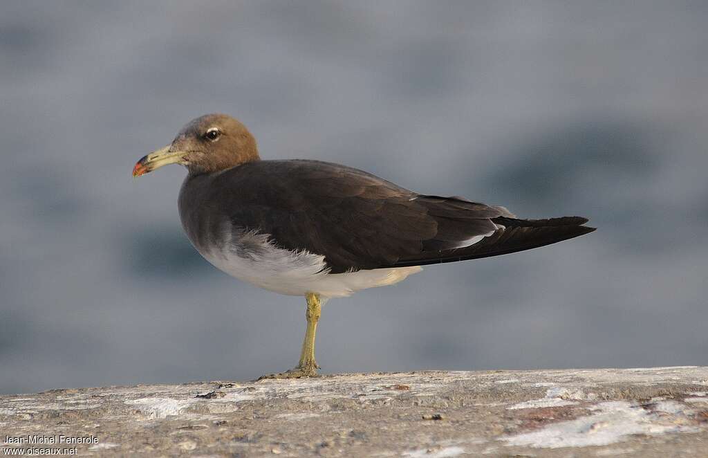 Sooty Gulladult, identification