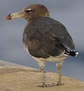 Sooty Gull