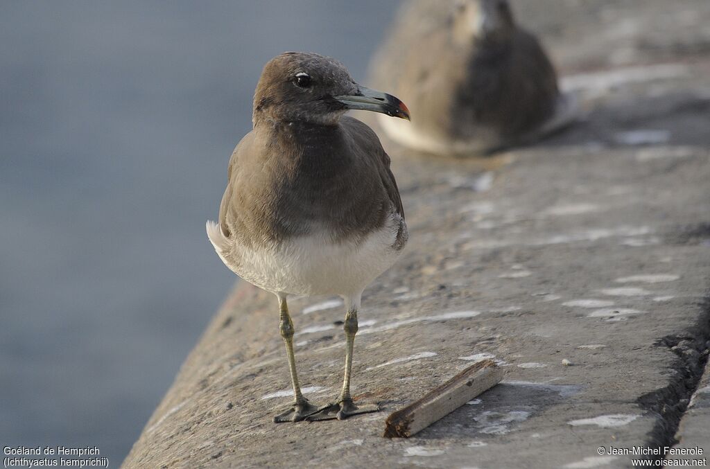 Sooty Gull