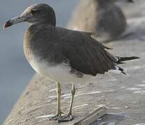 Sooty Gull