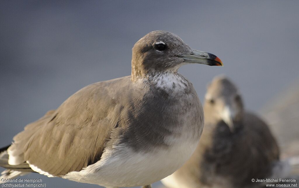 Sooty Gull