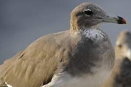 Sooty Gull