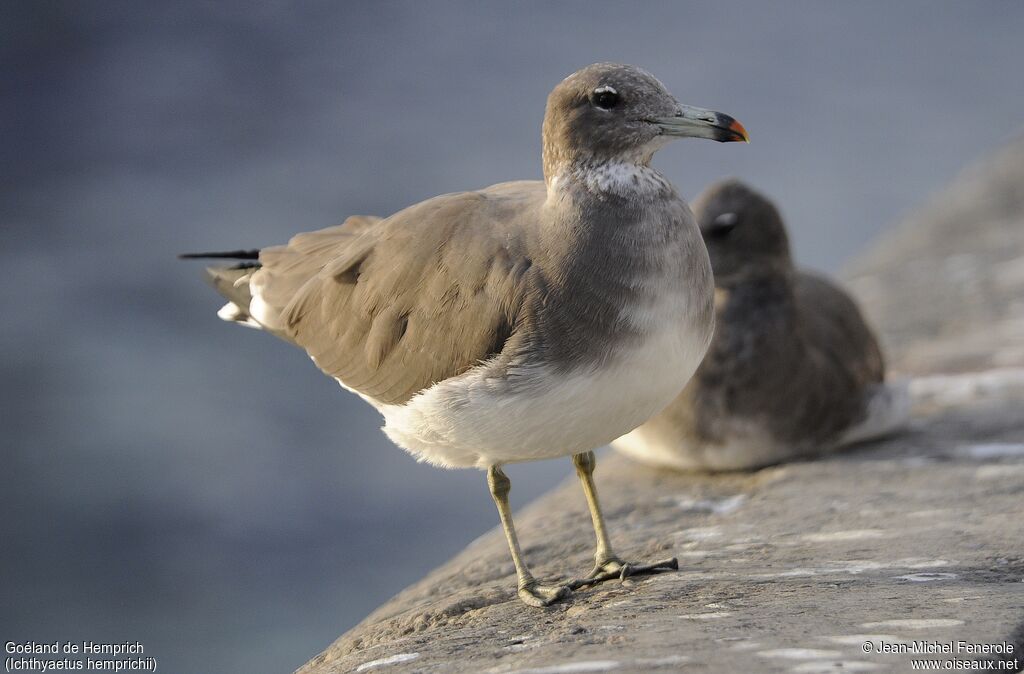 Sooty Gull