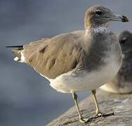 Sooty Gull