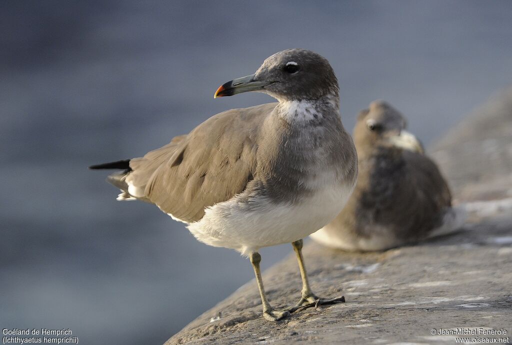 Sooty Gull