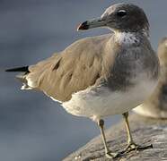 Sooty Gull