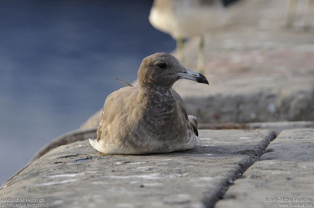 Sooty Gull