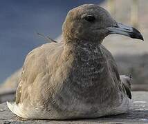 Sooty Gull