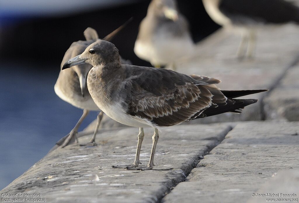 Sooty Gull