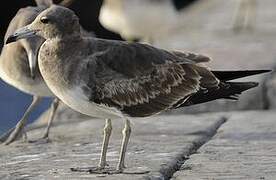 Sooty Gull