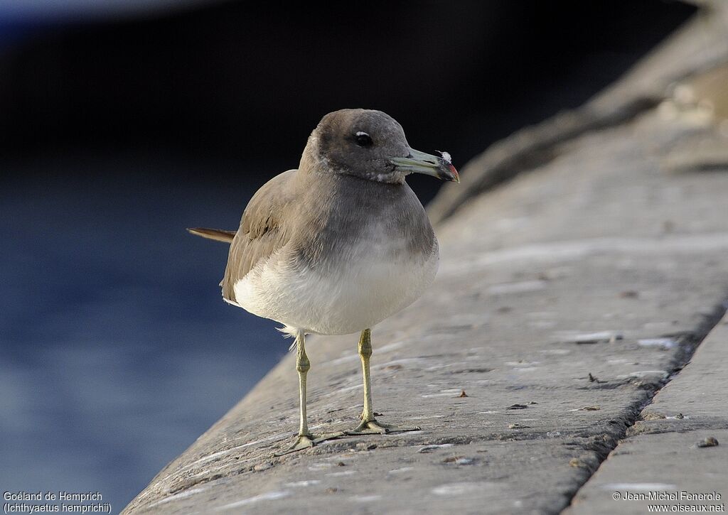 Sooty Gull