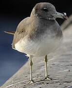 Sooty Gull