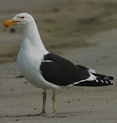 Kelp Gull