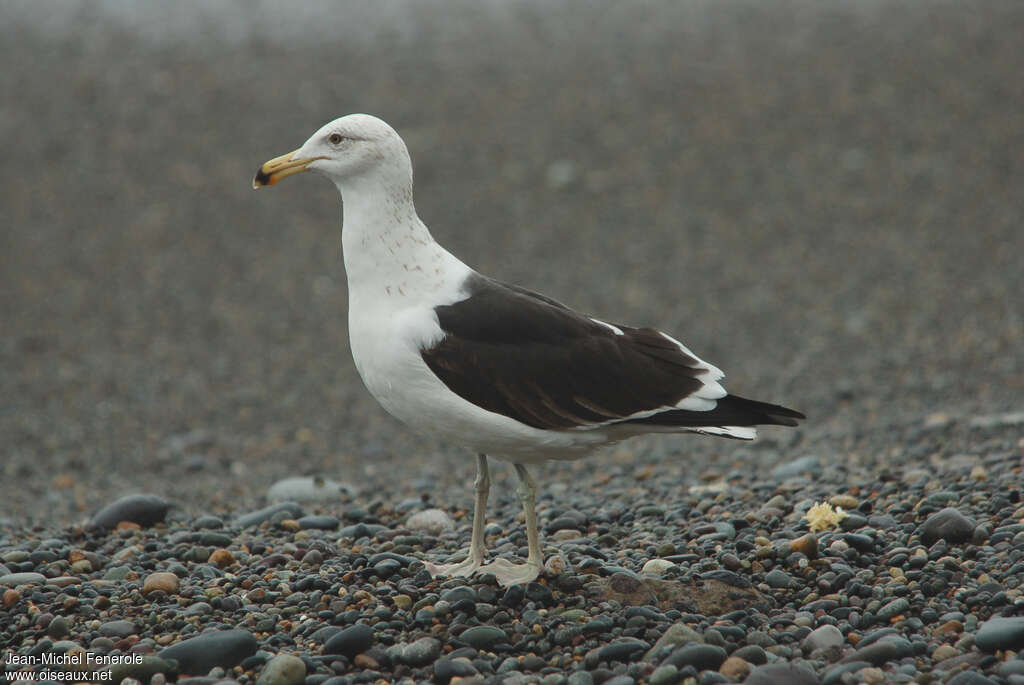 Goéland dominicainsubadulte, identification