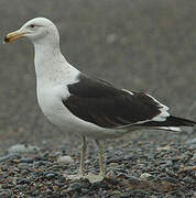 Kelp Gull