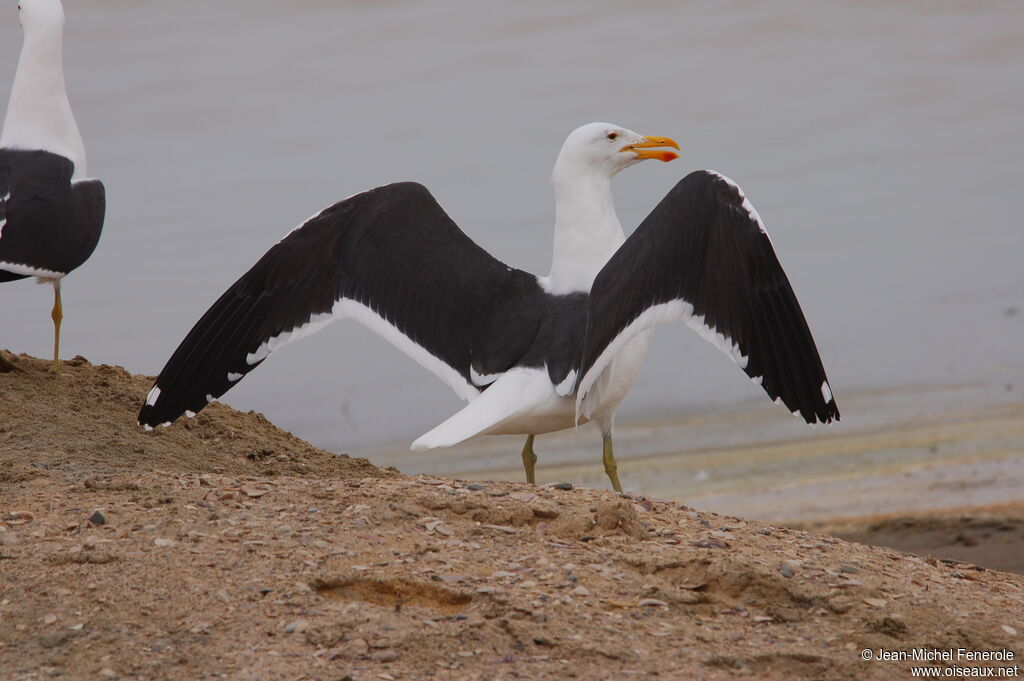 Kelp Gull, identification