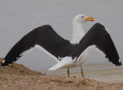 Kelp Gull