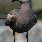 Goéland gris