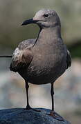 Grey Gull