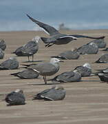 Grey Gull