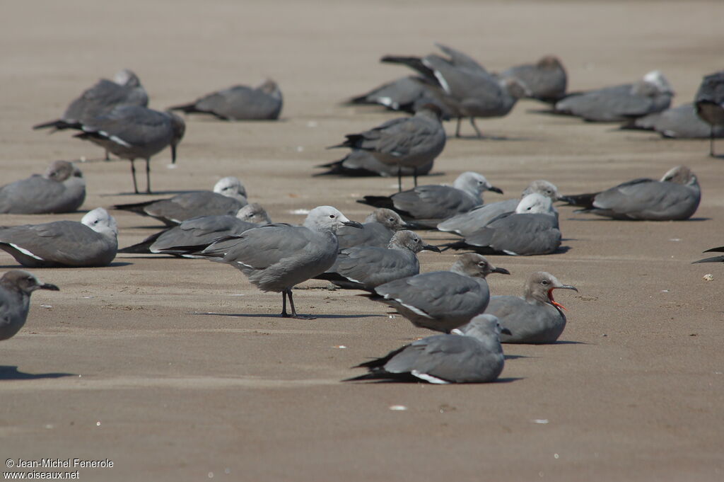 Grey Gull