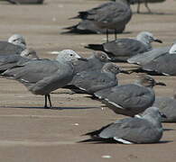 Grey Gull