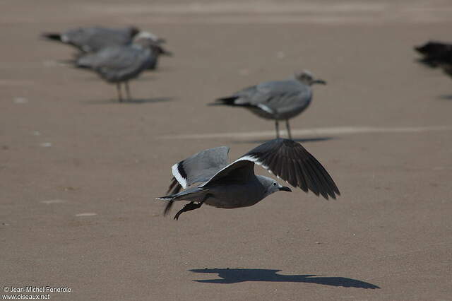 Goéland gris jefe56720