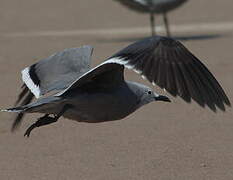 Grey Gull