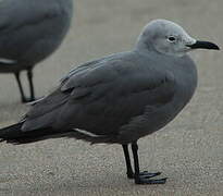 Grey Gull