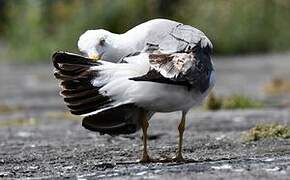 Yellow-legged Gull