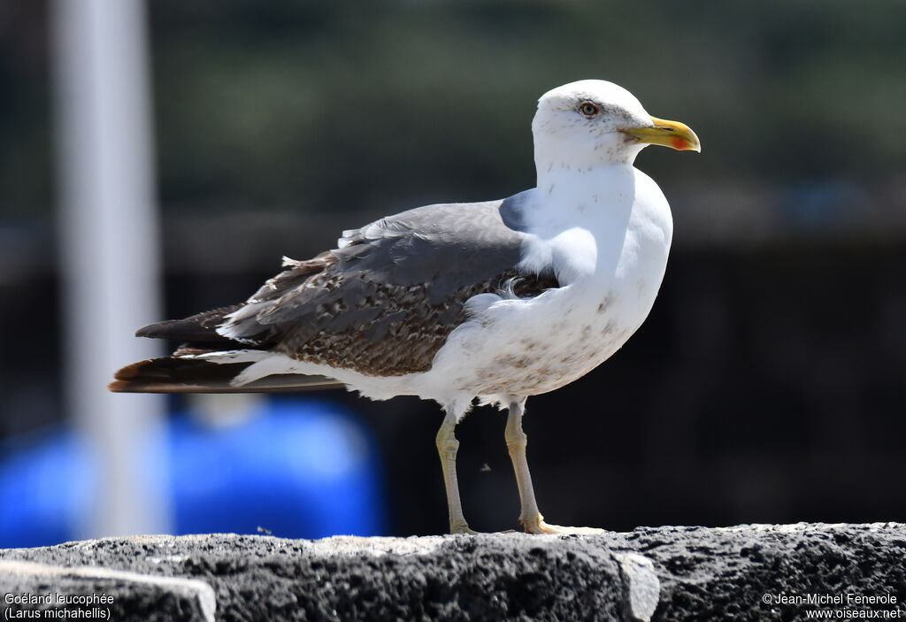 Yellow-legged GullThird  year