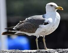 Yellow-legged Gull