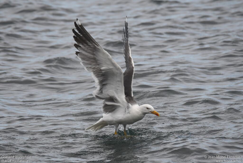 Yellow-legged Gull