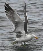 Yellow-legged Gull