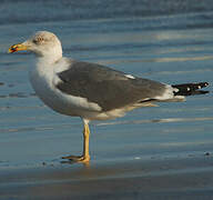 Yellow-legged Gull