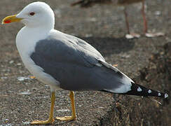 Yellow-legged Gull