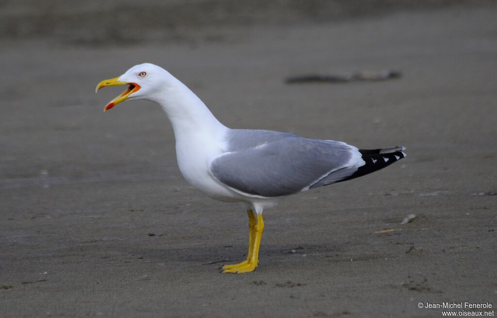 Yellow-legged Gull