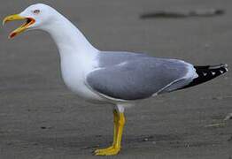 Yellow-legged Gull