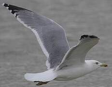 Yellow-legged Gull