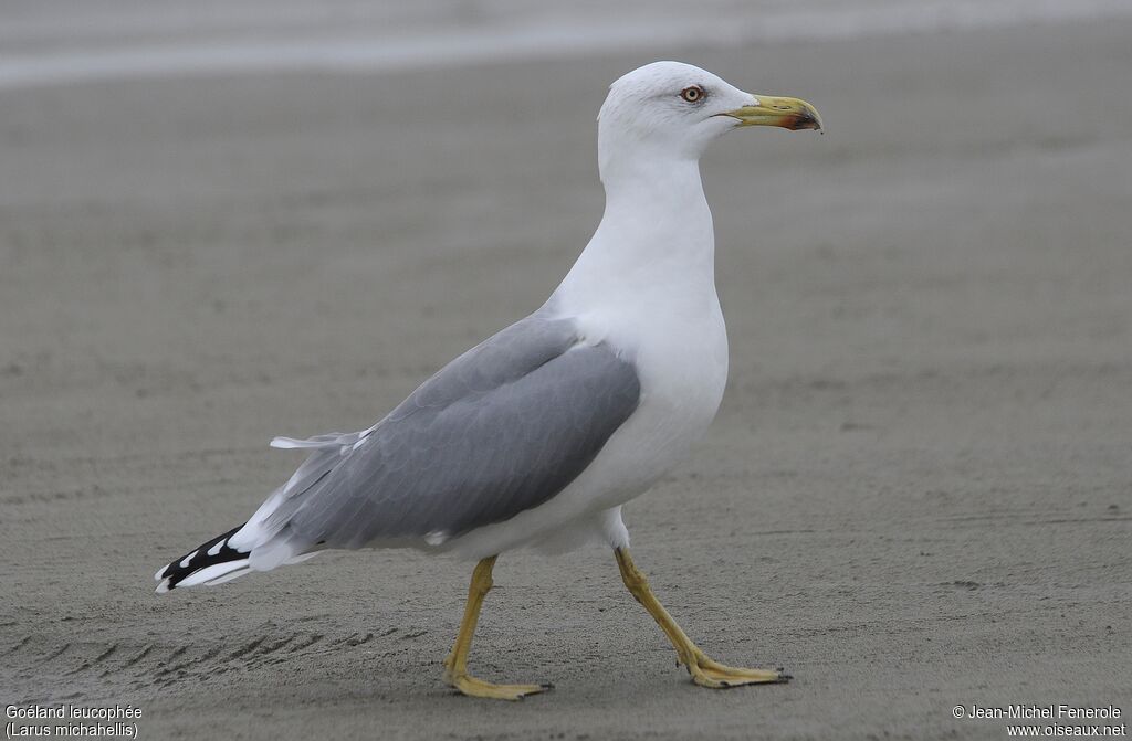 Yellow-legged Gull