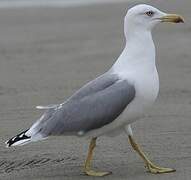 Yellow-legged Gull