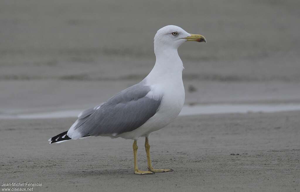 Yellow-legged GullFourth year post breeding, identification