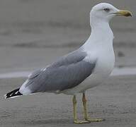 Yellow-legged Gull