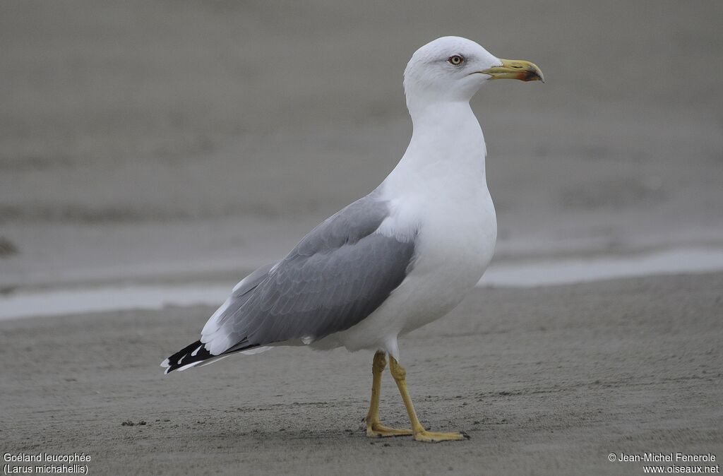 Yellow-legged Gull