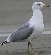 Yellow-legged Gull