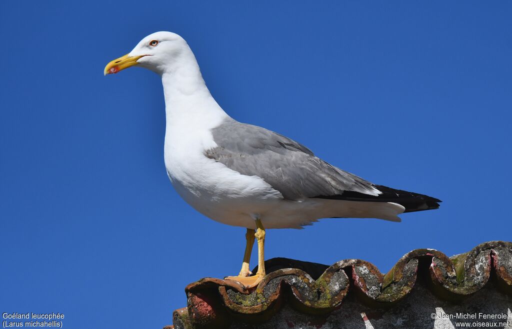 Goéland leucophéeadulte