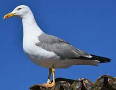 Yellow-legged Gull