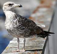 Yellow-legged Gull